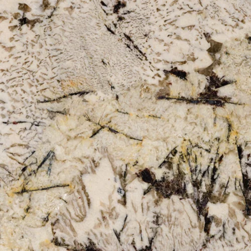 Delicatus White